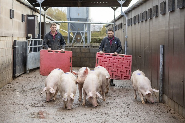 Red Tractor lanza una plataforma de formación online en bienestar para productores porcinos