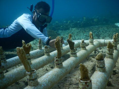 Mayakoba celebra sus esfuerzos para conservación del arrecife de coral "Reef week"